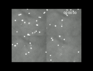 3 Day experiment, captured on this setup, observing 3T3 cells, in four different positions, was visualized using transmitted light and maintained with 5% carbon dioxide and 37-degree environmental conditions.