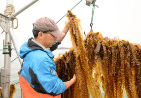 Jang Kyun Kim, assistant research professor of marine sciences collects a sample of kelp as it is being harvested by the Thimble Islands Oyster Company from Long Island Sound near Branford on May 22, 2013. (Peter Morenus/UConn Photo)